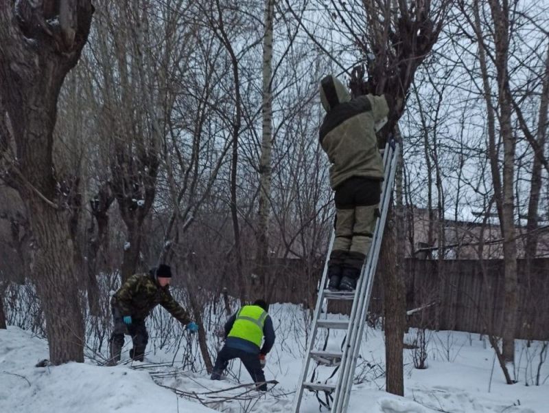 В Кирове проводят санитарную обрезку деревьев на улицах